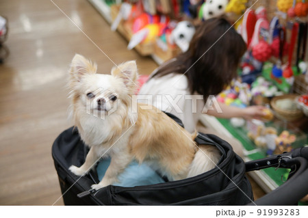 ペットショップでお買い物をする飼い主とそのカートの中に入った白いロングコートチワワ  91993283