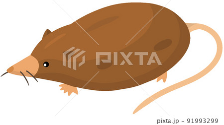 アデロバシレウス アデロバシレウス 91993299