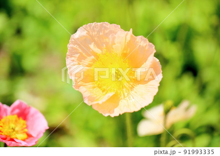 ポピーの花 ポピーの花 91993335