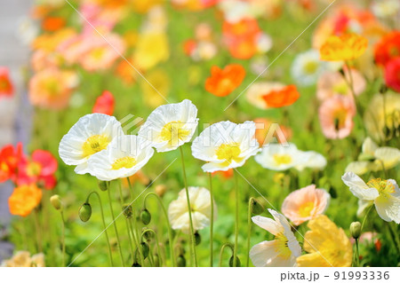 ポピーの花 ポピーの花 91993336