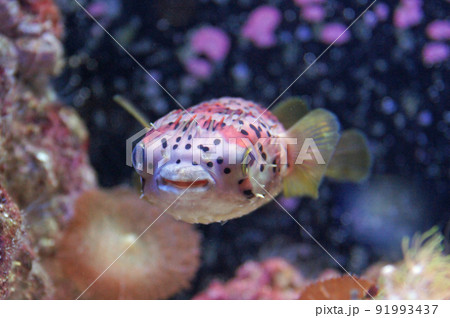 ハリセンボン ハリセンボン 91993437