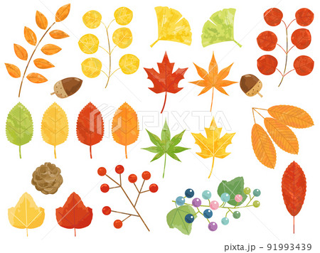 挿し絵などに使える秋の葉っぱと植物のイラストのセットのイラスト素材