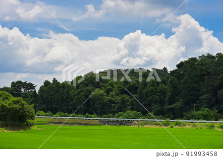 夏の田んぼと雲 夏の田んぼと雲 91993458