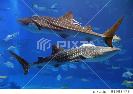 交差する2頭のジンベエザメ 交差する2頭のジンベエザメ 91993478