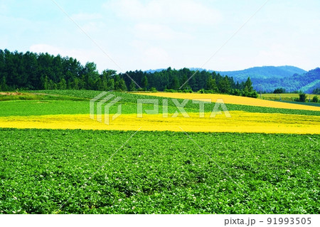じゃがいもと麦畑 農産物 北海道 じゃがいもと麦畑 農産物 北海道 91993505