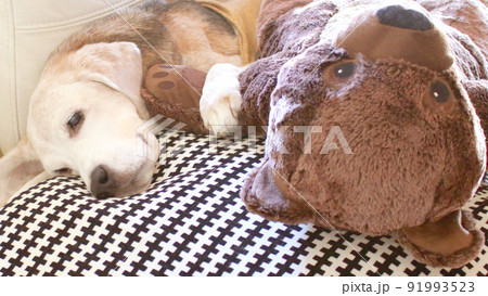 クマのぬいぐるみとお昼寝中のビーグル犬 クマのぬいぐるみとお昼寝中のビーグル犬 91993523