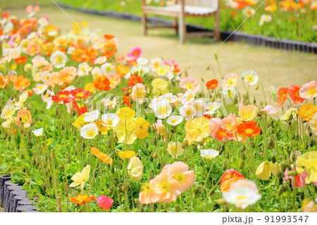 ポピーの花 ポピーの花 91993547