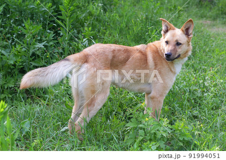 fawn shepherd dog full body photo on green grass background fawn shepherd dog full body photo on green grass background 91994051