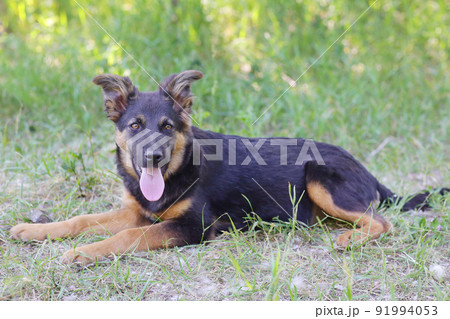 black puppy closeup photo on green grass background black puppy closeup photo on green grass background 91994053
