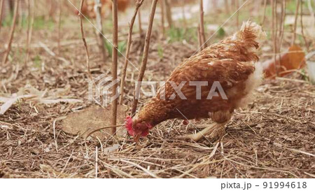 red laying hens on free grazing. natural and eco-friendly products from the farm red laying hens on free grazing. natural and eco-friendly products from the farm 91994618