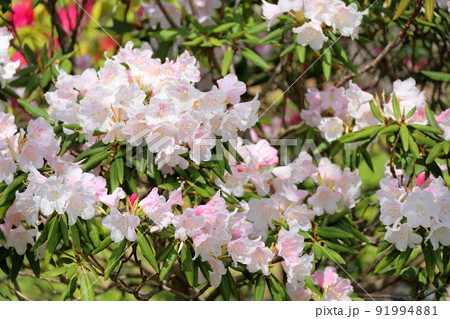 シャクナゲの花 シャクナゲの花 91994881