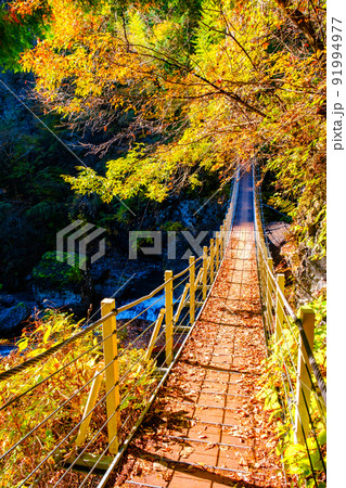 大柳川渓谷（秋）：竜仙橋 91994977