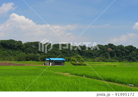葉山島の原風景 91995172