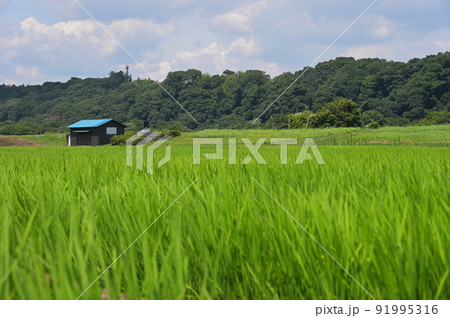 葉山島の田んぼ景色 葉山島の田んぼ景色 91995316