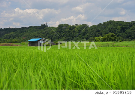 葉山島の田んぼ景色 葉山島の田んぼ景色 91995319