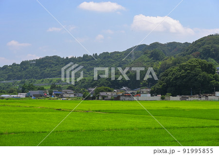 葉山島の田んぼ 葉山島の田んぼ 91995855