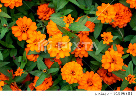 水彩画のヒャク二チソウ花 オレンジ色 たくさん花をつけたオレンジ色の