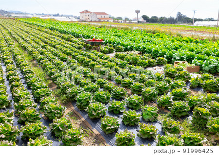 Growing green lettuce in rows in a field on sunny day Growing green lettuce in rows in a field on sunny day 91996425
