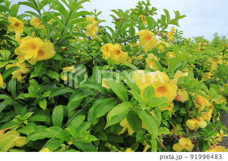 アリアケカズラ 91996483