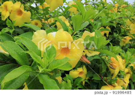 アリアケカズラ 91996485