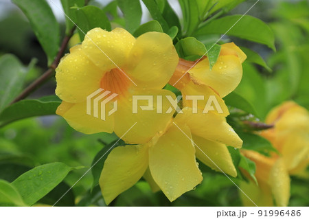 アリアケカズラ 91996486