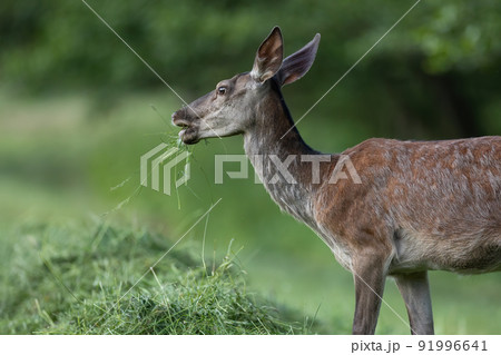 Red deer feeding on cut field from side in summer nature 91996641
