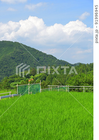 山間部にある青根の田んぼ景色 山間部にある青根の田んぼ景色 91996945