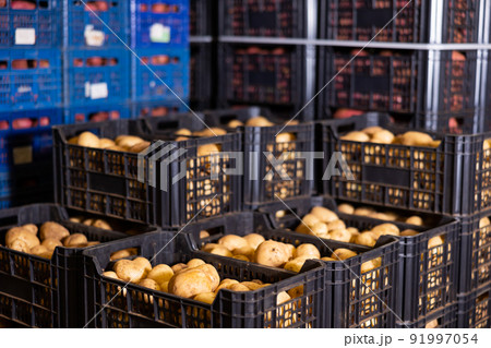 Stacks of vegetable boxes with freshly potatoes in storage warehouse at vegetable factory 91997054