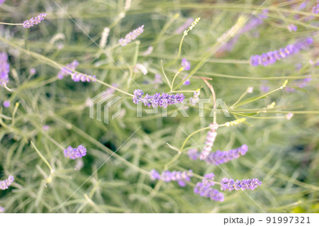 Small lavender flowers on blur green grass background. 91997321