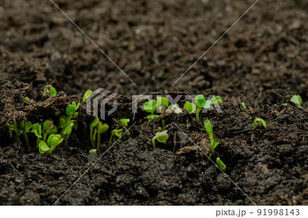 Fresh microgreens arugula sprouts growing from soil: close up view Fresh microgreens arugula sprouts growing from soil: close up view 91998143