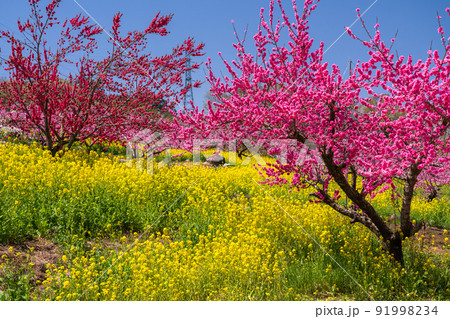 《山梨県》満開の桃の花と菜の花畑・春の甲府盆地 91998234