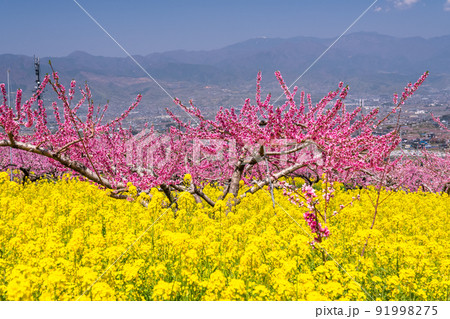 《山梨県》満開の桃の花と菜の花畑・春の甲府盆地 《山梨県》満開の桃の花と菜の花畑・春の甲府盆地 91998275