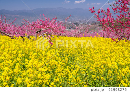 《山梨県》満開の桃の花と菜の花畑・春の甲府盆地 91998276