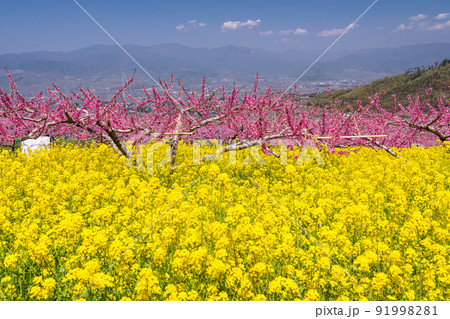 《山梨県》満開の桃の花と菜の花畑・春の甲府盆地 91998281