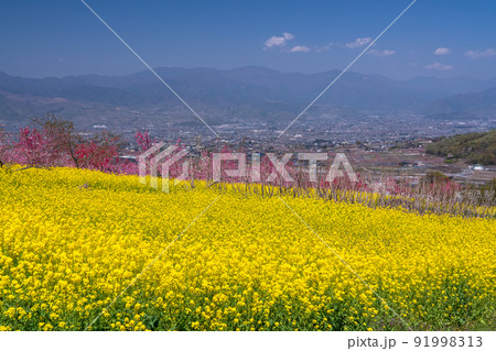 《山梨県》満開の桃の花と菜の花畑・春の甲府盆地 《山梨県》満開の桃の花と菜の花畑・春の甲府盆地 91998313