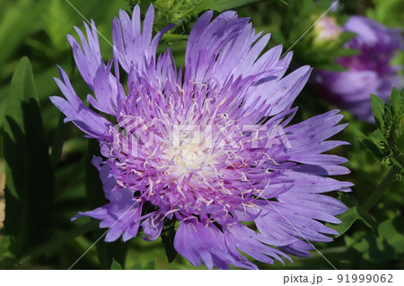 紫の花 苗 ストケシア？ 初夏の日本の公園に咲くストケシアの紫色の花の写真素材 [91999062