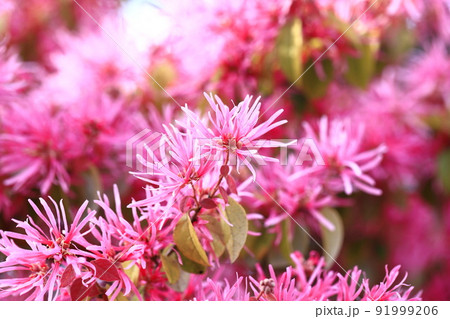 紅花常盤満作（ベニバナトキワマンサク）の花の写真素材 [91999206] - PIXTA