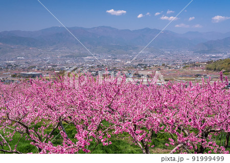 《山梨県》満開の桃の花畑・春の甲府盆地 91999499