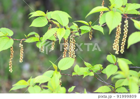 木五倍子（キブシ）の花 91999809