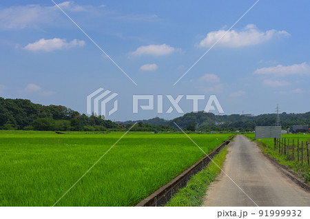 葉山島の田園地帯 葉山島の田園地帯 91999932
