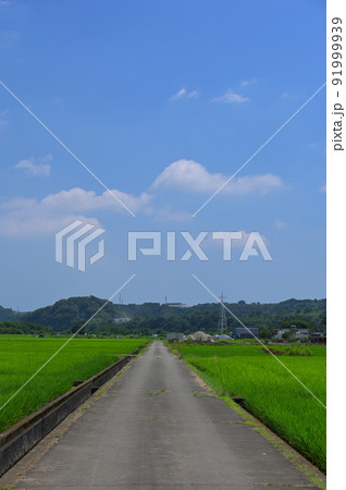 葉山島の田園地帯 葉山島の田園地帯 91999939