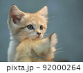 何かが気になるスナネコ 92000264