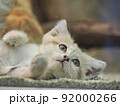 スナネコのつぶらな瞳 92000266