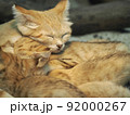 くっついて寝るスナネコ 92000267