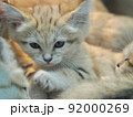 ちょっと眠いスナネコ 92000269