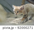 忍び足のスナネコ 92000271