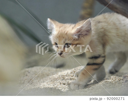 忍び足のスナネコ 忍び足のスナネコ 92000271