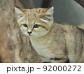 お母さんスナネコ 92000272