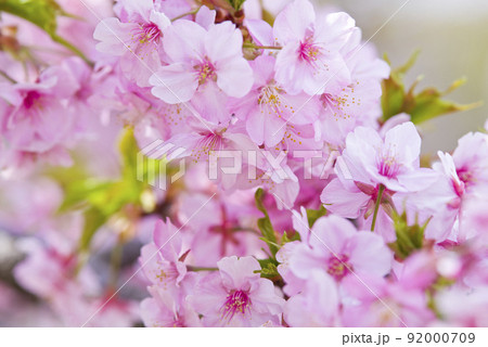 満開のカワヅザクラ（河津桜）の花が咲いています。 92000709