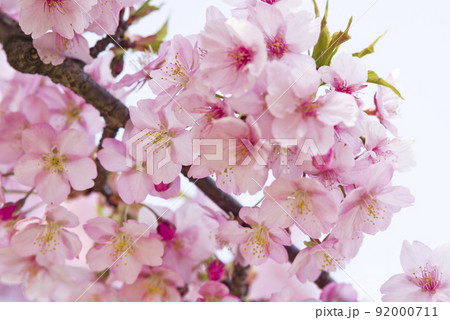 満開のカワヅザクラ(河津桜)の花が咲いています。 満開のカワヅザクラ(河津桜)の花が咲いています。 92000711